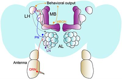 Internal State Dependent Odor Processing and Perception—The Role of Neuromodulation in the Fly Olfactory System